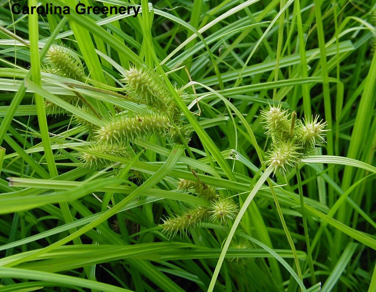 Carex lurida