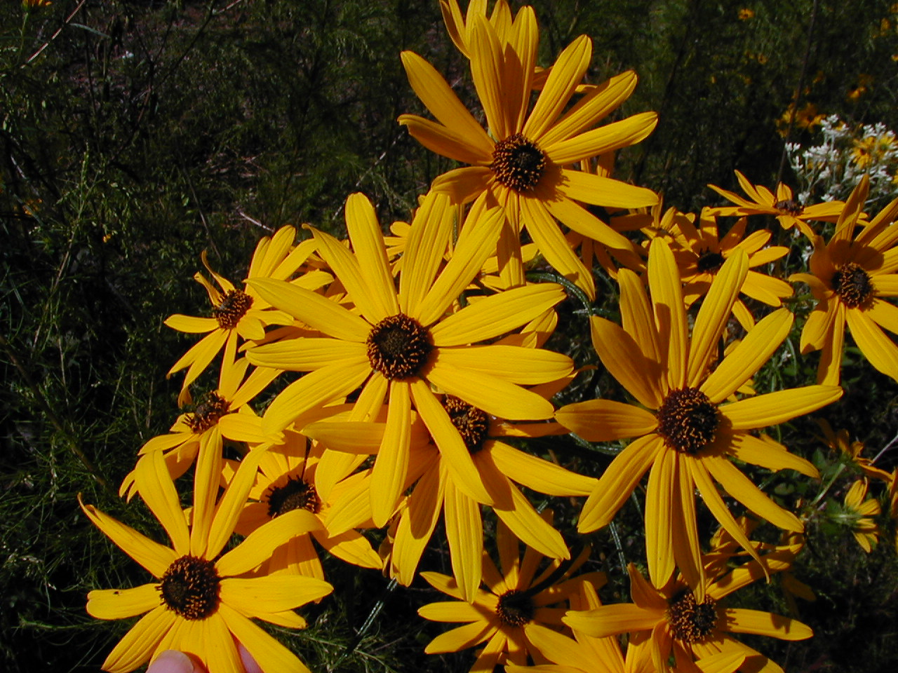 Helianthus angustifolius