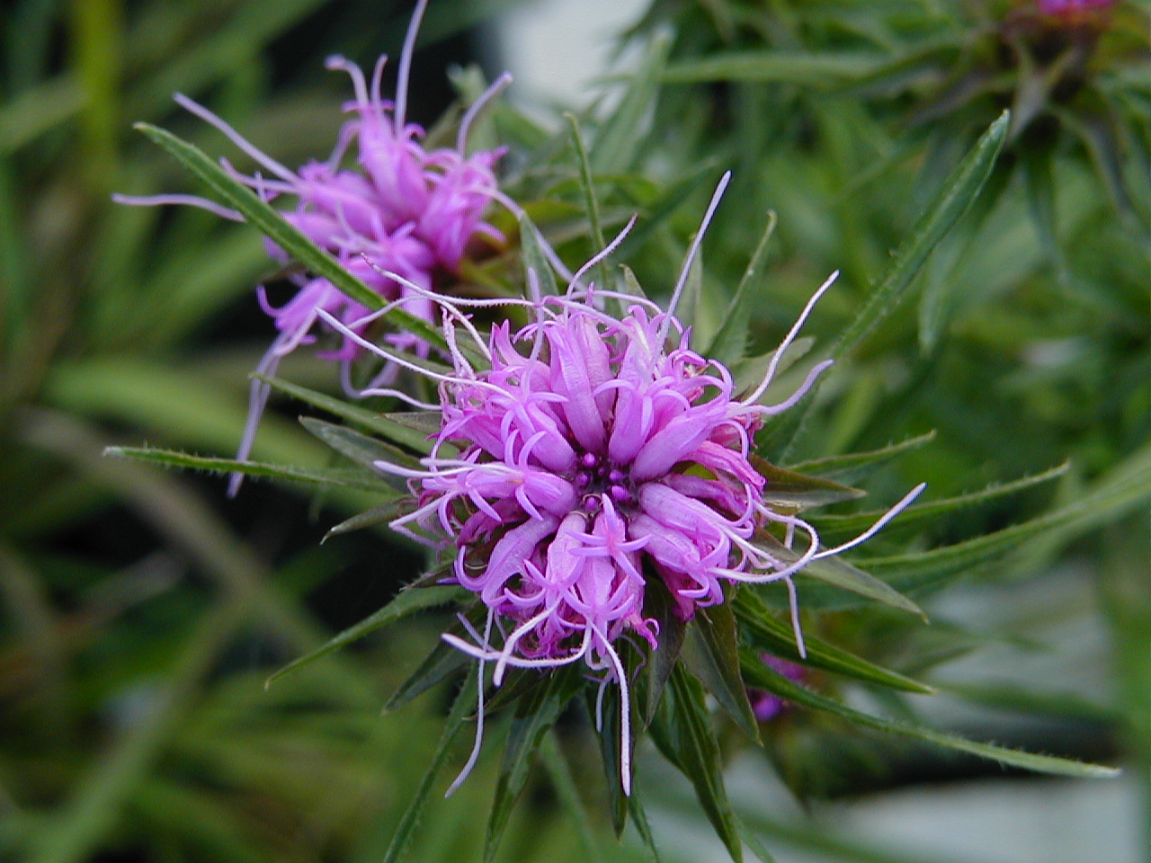 Liatris squarrosa