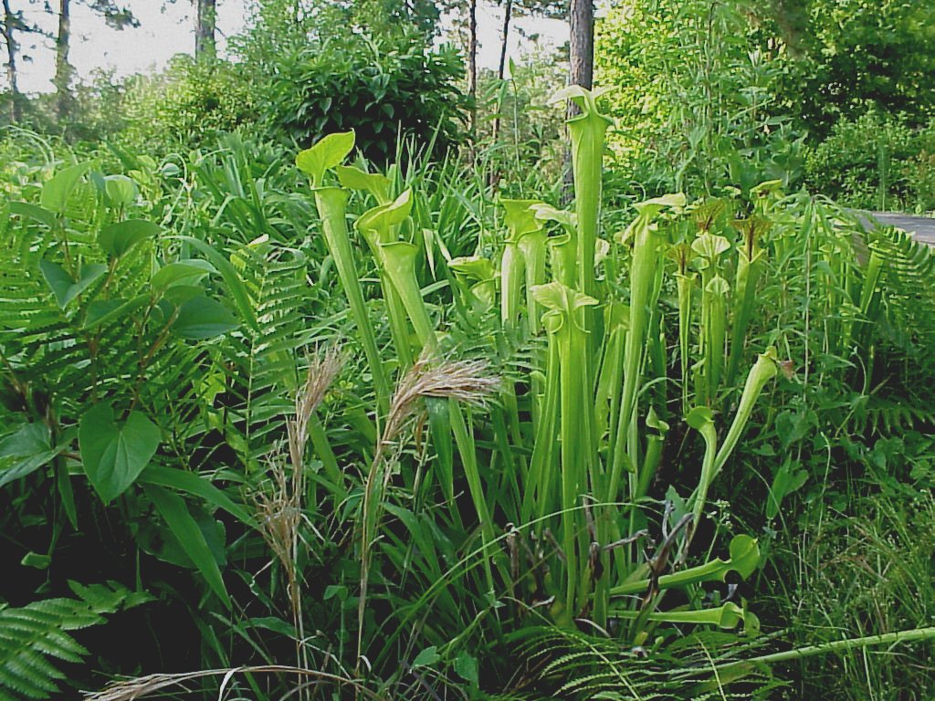 yellowpitcherplants.jpg